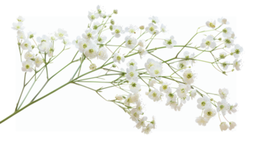 Baby's Breath