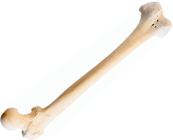 Bone