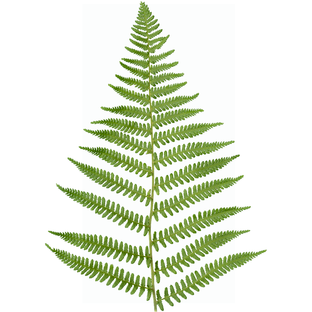 Fern