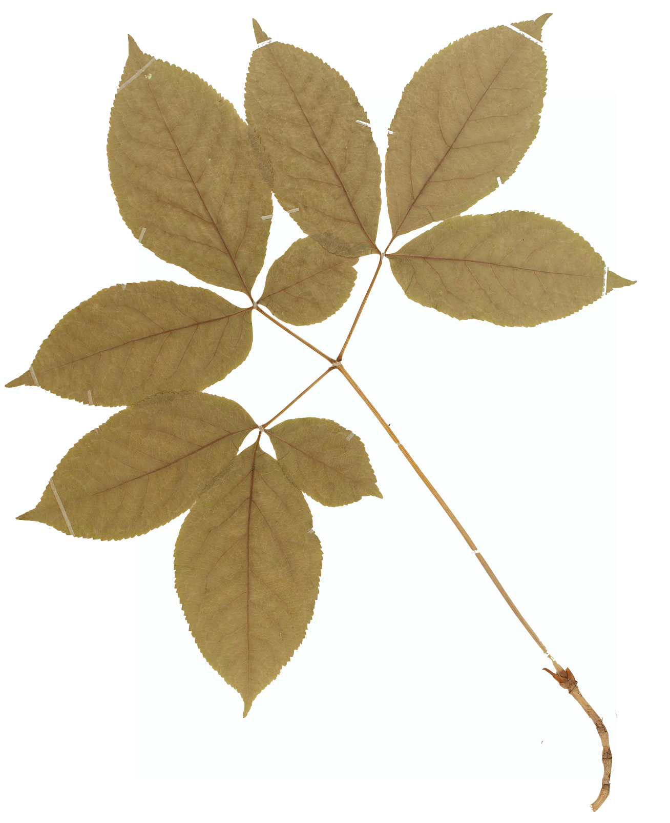 Leafy Branch