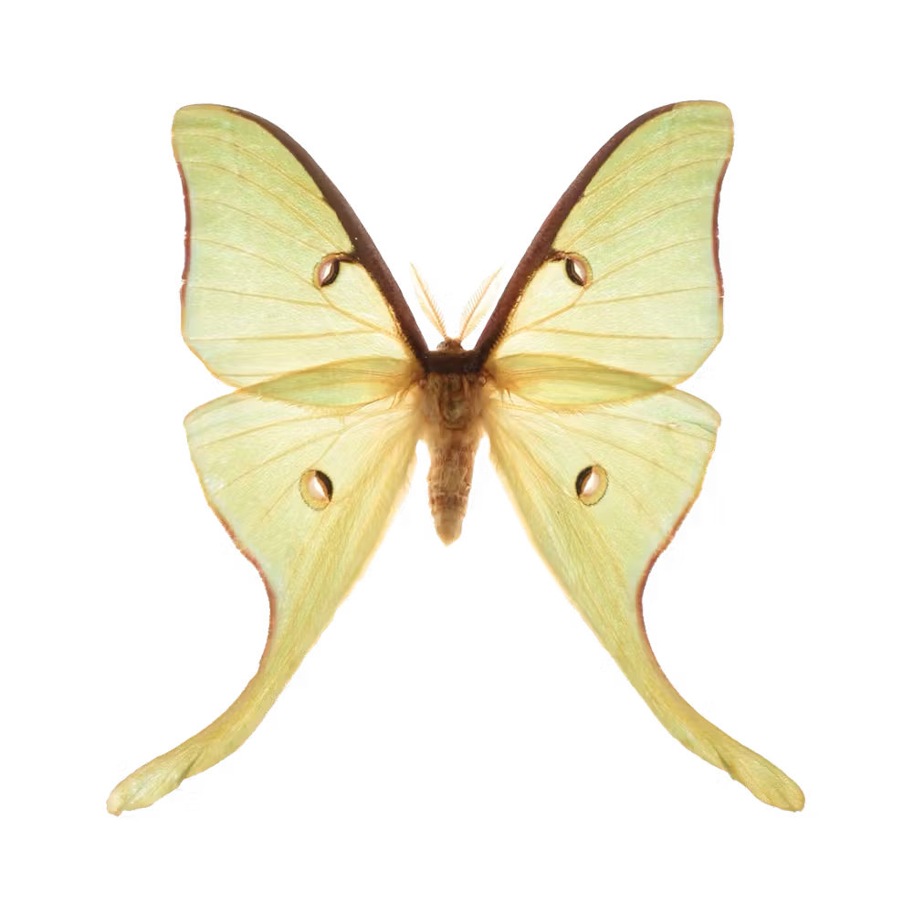 Moth