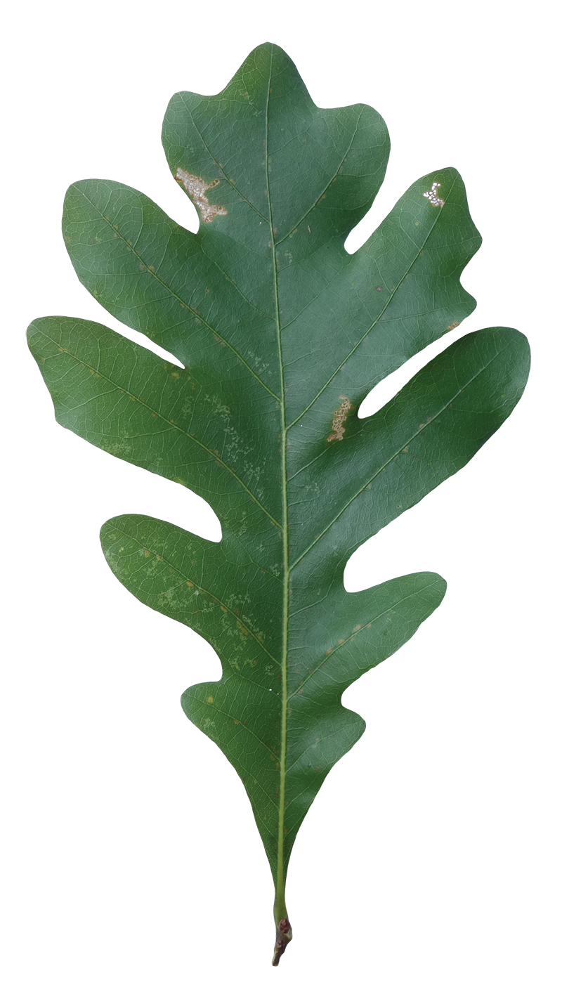 Oak Leaf