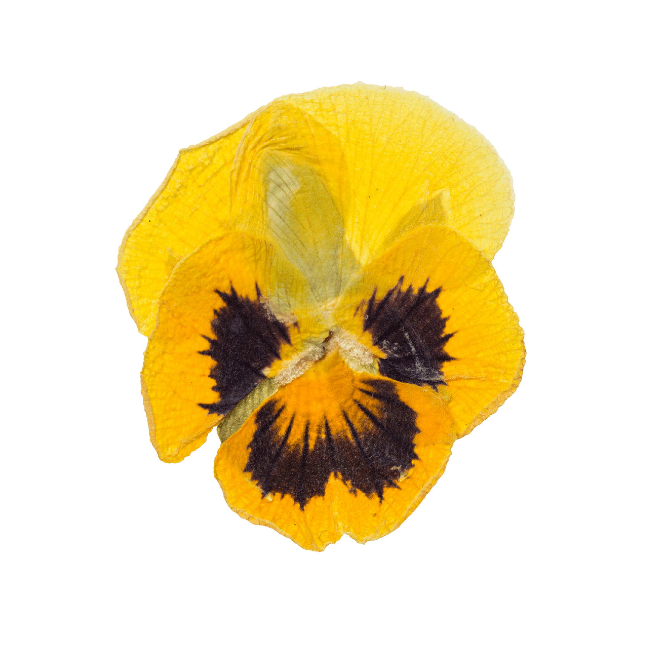 Pansy