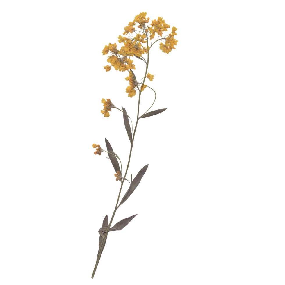 Wildflower