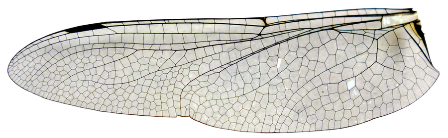 Wing